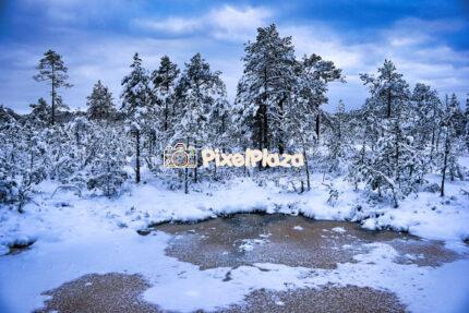 Frozen Beauty: Snow-Covered Estonian Bog